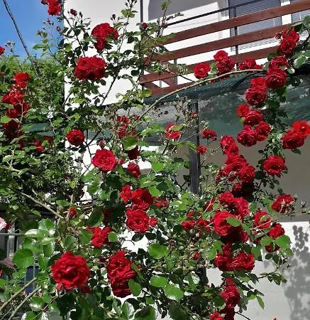 Гостевой дом янка