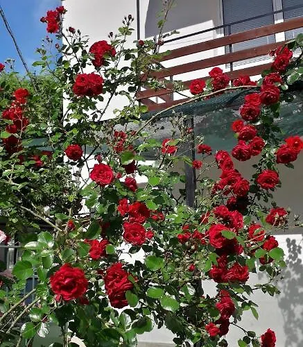 Guest house янка